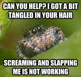 Misunderstood Spider