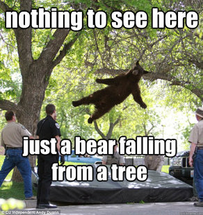 falling bear
