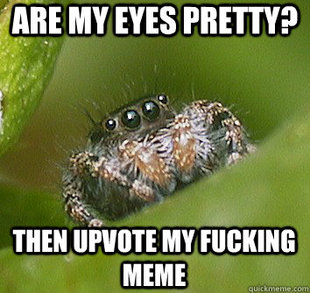 Misunderstood Spider