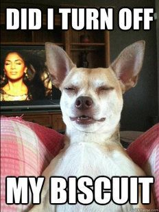 10 Dog