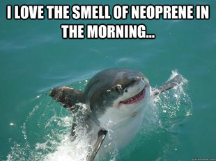 Misunderstood Shark