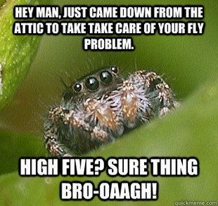 Misunderstood Spider