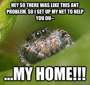 Misunderstood Spider