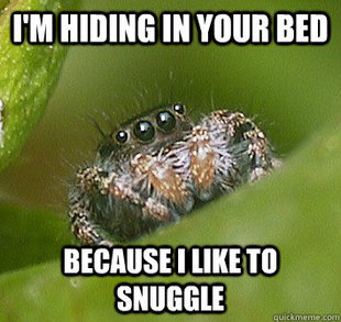 Misunderstood Spider