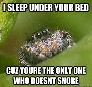 Misunderstood Spider