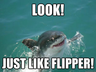 Misunderstood Shark