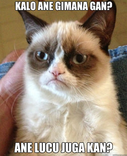 Grumpy Cat