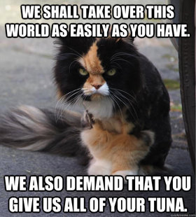 Evil Cat
