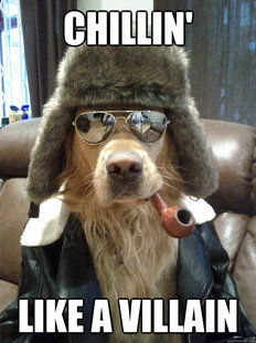 Overly Suave Dog