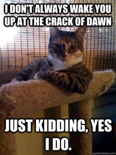 The Most Interesting Cat in the World