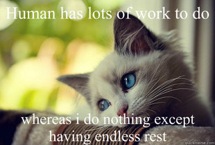 First World Cat Problems