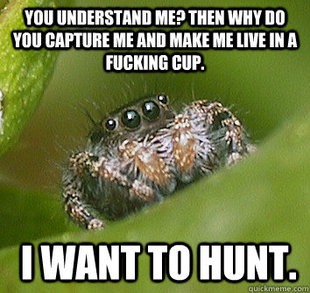 Misunderstood Spider