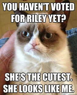 Grumpy cat