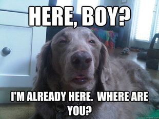 10 Dog