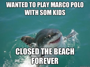 Misunderstood Shark
