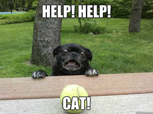 Berks Dog
