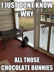 Facing Reality Bunny