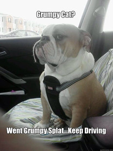 Grumpy cat