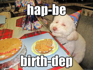 Stoned Birthday Dog