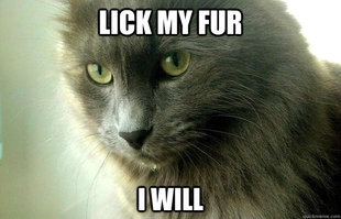 Yoda Cat