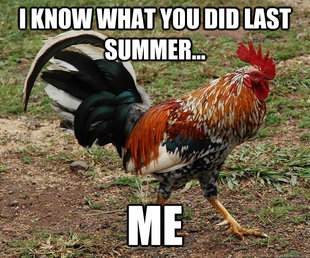 Red Team Rooster