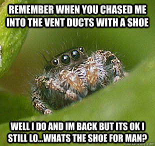 Misunderstood Spider