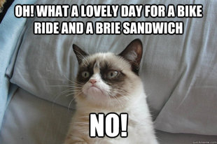 Grumpy cat