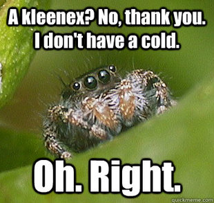 Misunderstood Spider