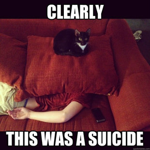 jealous cat
