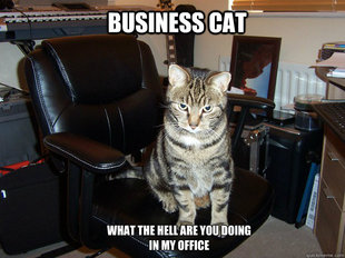 business cat