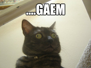 Derp Cat