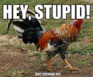 Red Team Rooster