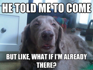 10 Dog
