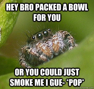 Misunderstood Spider