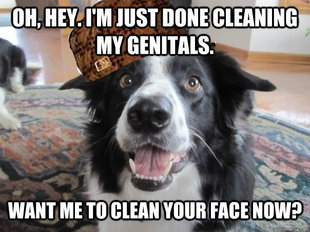 Scumbag Dog