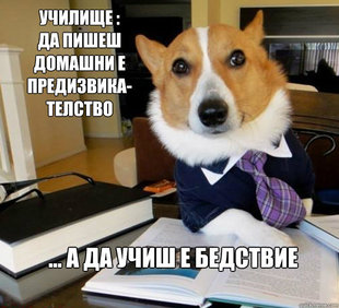 Lawyer Dog