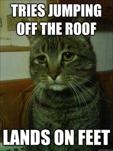 Depressed cat