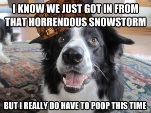 Scumbag Dog