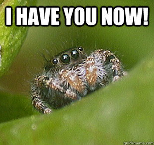 Misunderstood Spider
