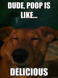 10 Dog