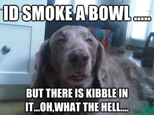 10 Dog