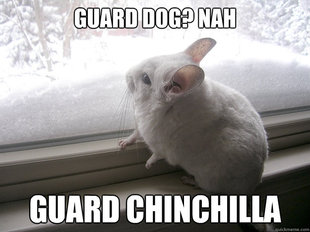 lonely chinchilla