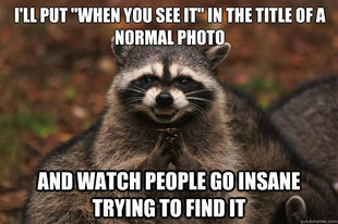 Evil Plotting Raccoon