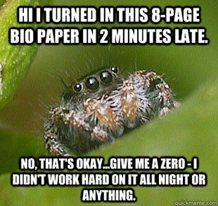 Misunderstood Spider