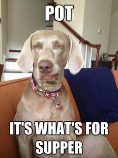10 Dog