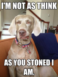 10 Dog