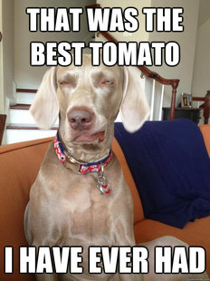 10 Dog