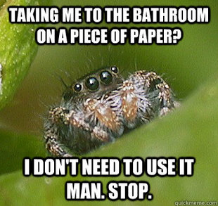 Misunderstood Spider