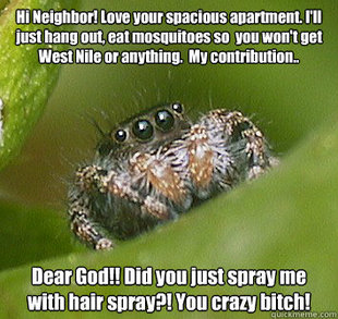 Misunderstood Spider