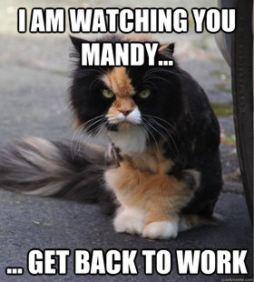 Evil Cat